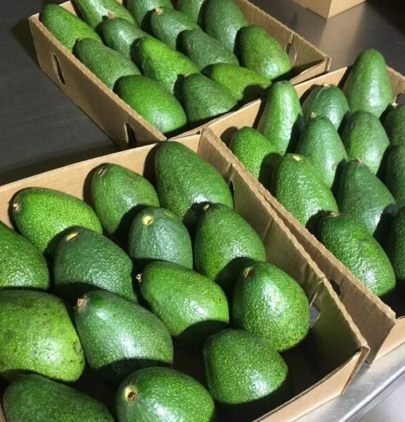 Pure Natural Fruit Spray Dried Avocado Fruit Powder Avocado Seed Powder Avocado Powder  at ug