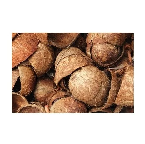 Premium Quality of Indian standard RAW COCONUT SHELL handicraft applies and other applications available at competitive prices.