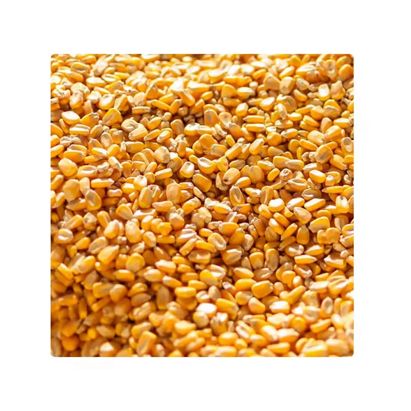 Premium Quality Corn Maize Seeds 100% Natural Dried Corn Seeds Buy At Wholesale Price