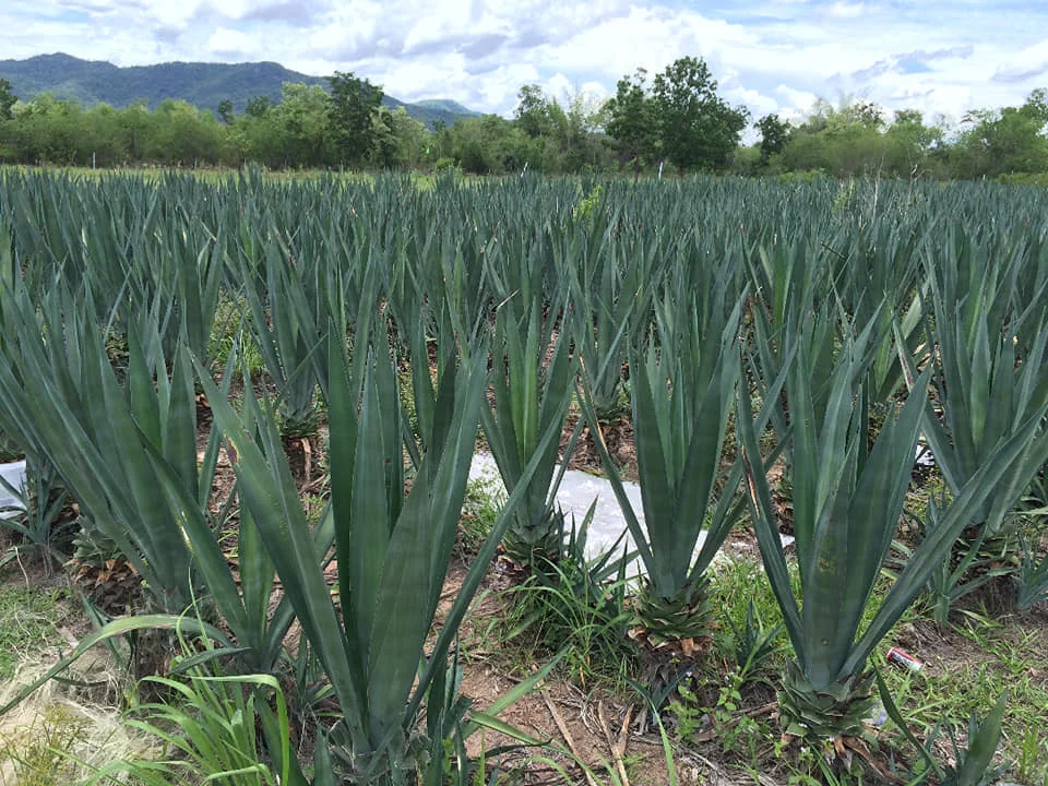 New Product Designer Bags Sisal Fiber Women Bag Wallet Bag Gifts Seasoning Product of Thailand Handmade