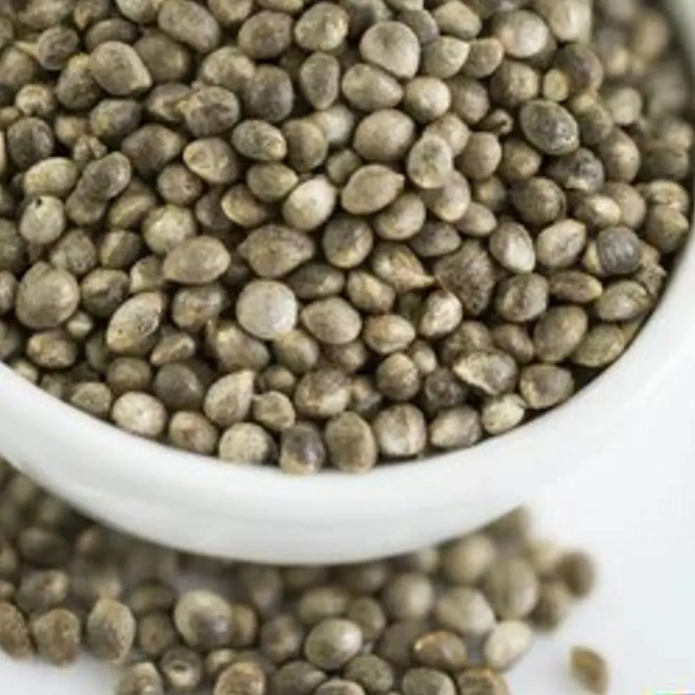 newest crop organic hemp seeds