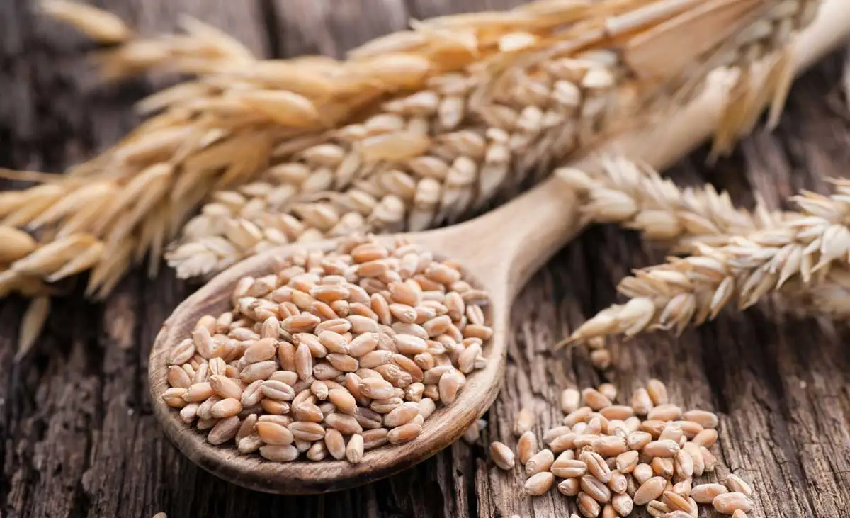 harvesting-grains.jpg