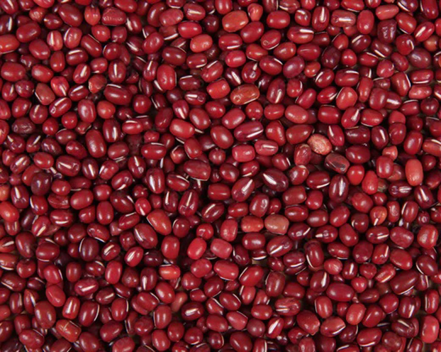 Best Quality (Adzuki Bean)Red Green Mung Bean