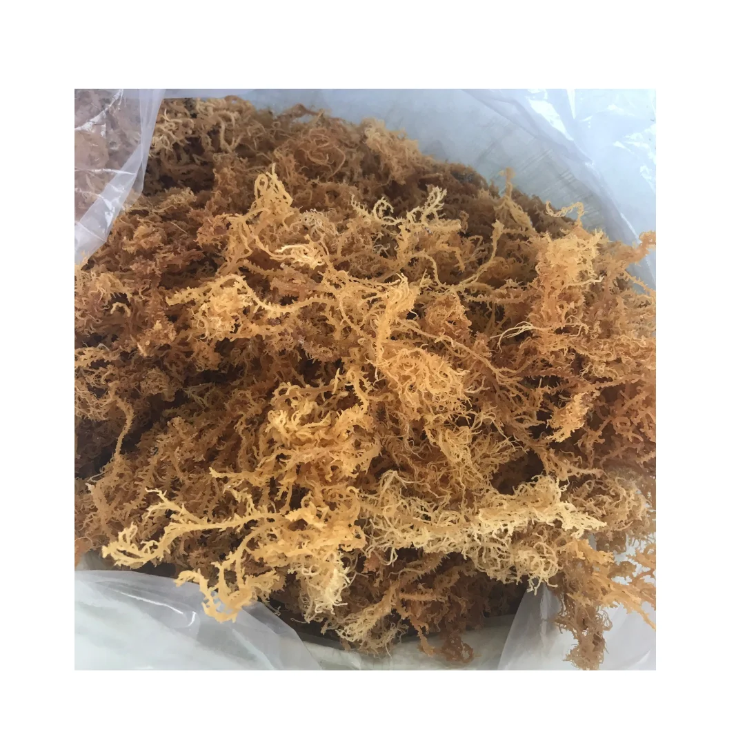 Fresh 100% Dehydrated Sea Grapes Customized Packaging Easy to Use Salted Laver Preserved with Water