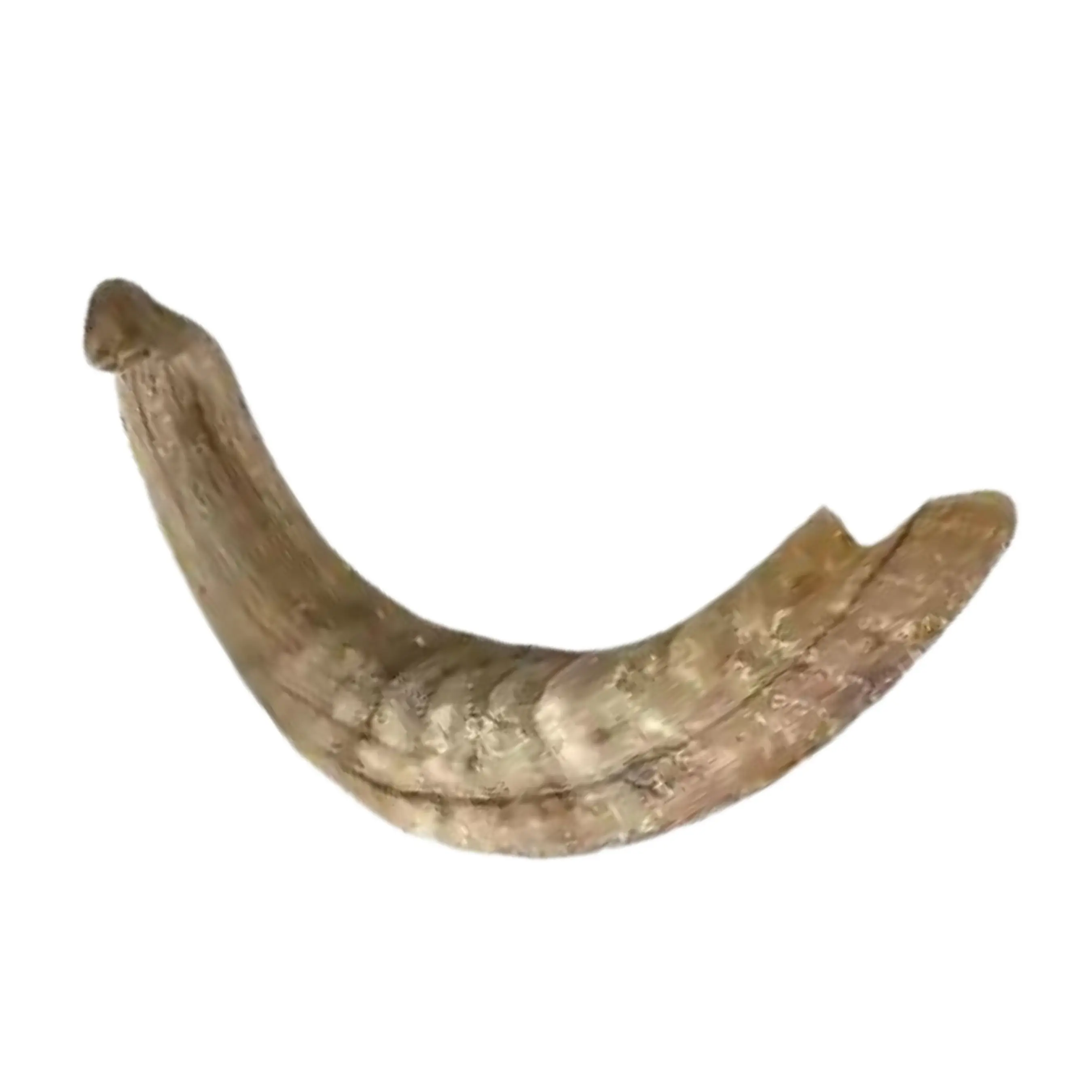 These should be the large variety like beef, ham, or lamb and should only be of large legs bones or hips