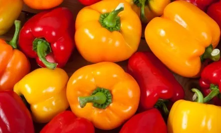 FRESH CAPSICUM Kim Yellow Green Red Sweet Style Organic Color Weight Pepper Origin Type Bell Size Product Place Model Maturity