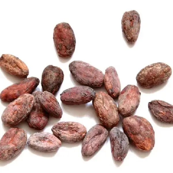 Organic Raw Cacao Beans Export to EU USA UAE Etc High Quality Cacao Powder Making Chocolate at Cheap Price Cocoa Beans Top Dark