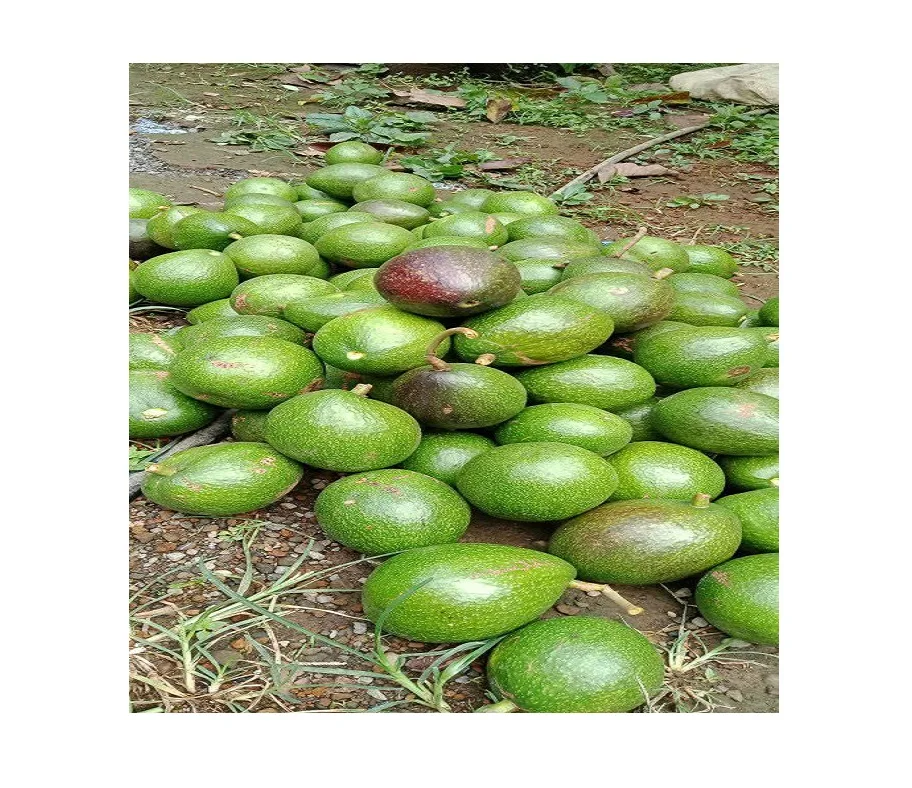 FRESH AVOCADO FRUIT