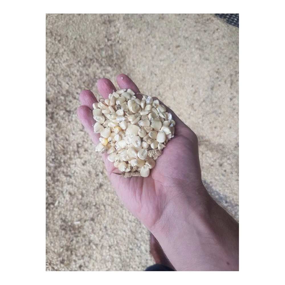 Selected feed corn an excellent food supplement for birds and animals raised for fattening, corn animal feed