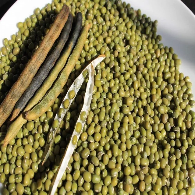 Quality Green Mung Beans With Certificate Market Price From Manufacturer For Sale