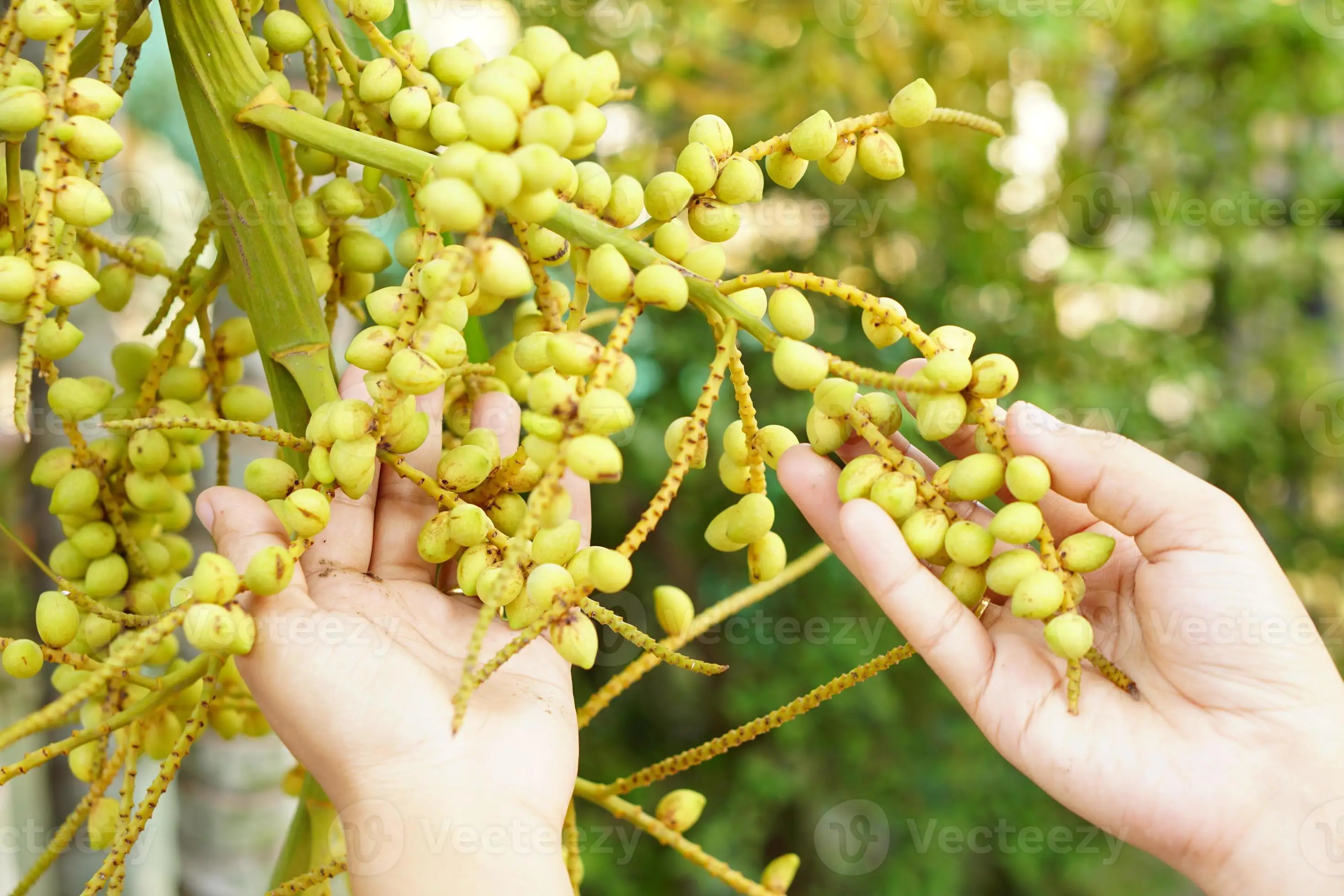 Оптовая цена Высокое качество Pinang raw bettel сушеные индонезийские орехи betel areca nut