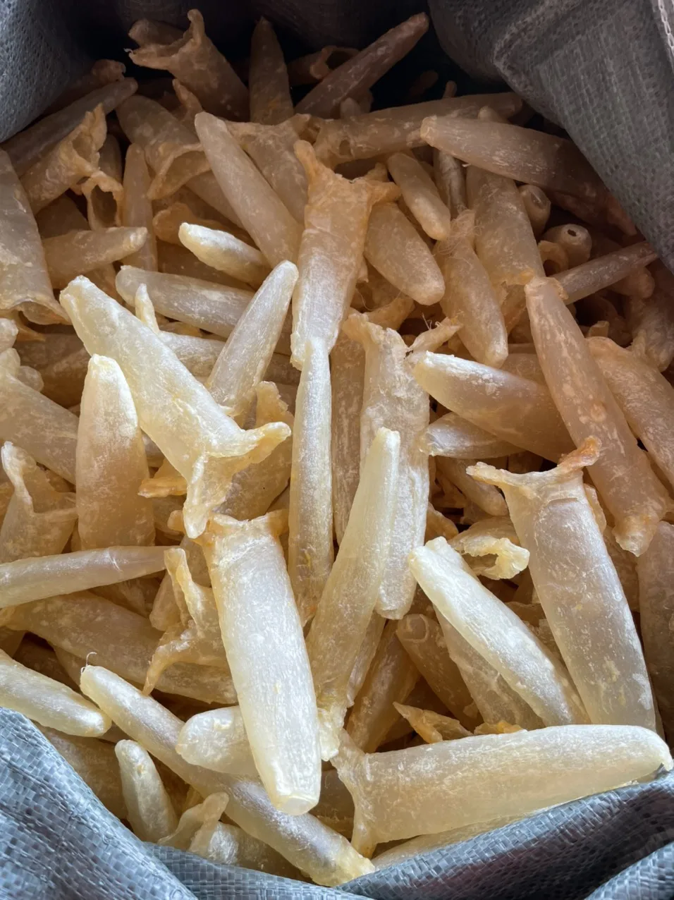 DRIED FISH MAW, NATURAL GOLDEN COLOR 100% SUN DRIED HIGH QUALITY FISH MAW FROM ABIMEX VIETNAM
