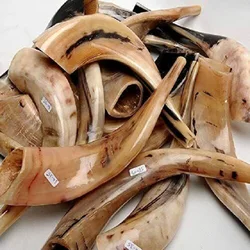 Shofar (horn) rosh hashanah yom kippur traditional symbol of the jewish holiday