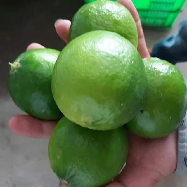 fresh green lime.jpg