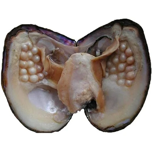 New Freshwater Cultured Love Wish Pearl Oyster 5-10mm