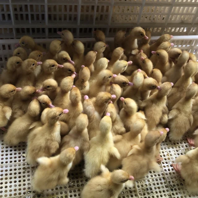 Cheapest Price Egg Incubator For Sale Incubators For Hatching Eggs Full Automatic Automatic Large From Vietnam Manufacturer