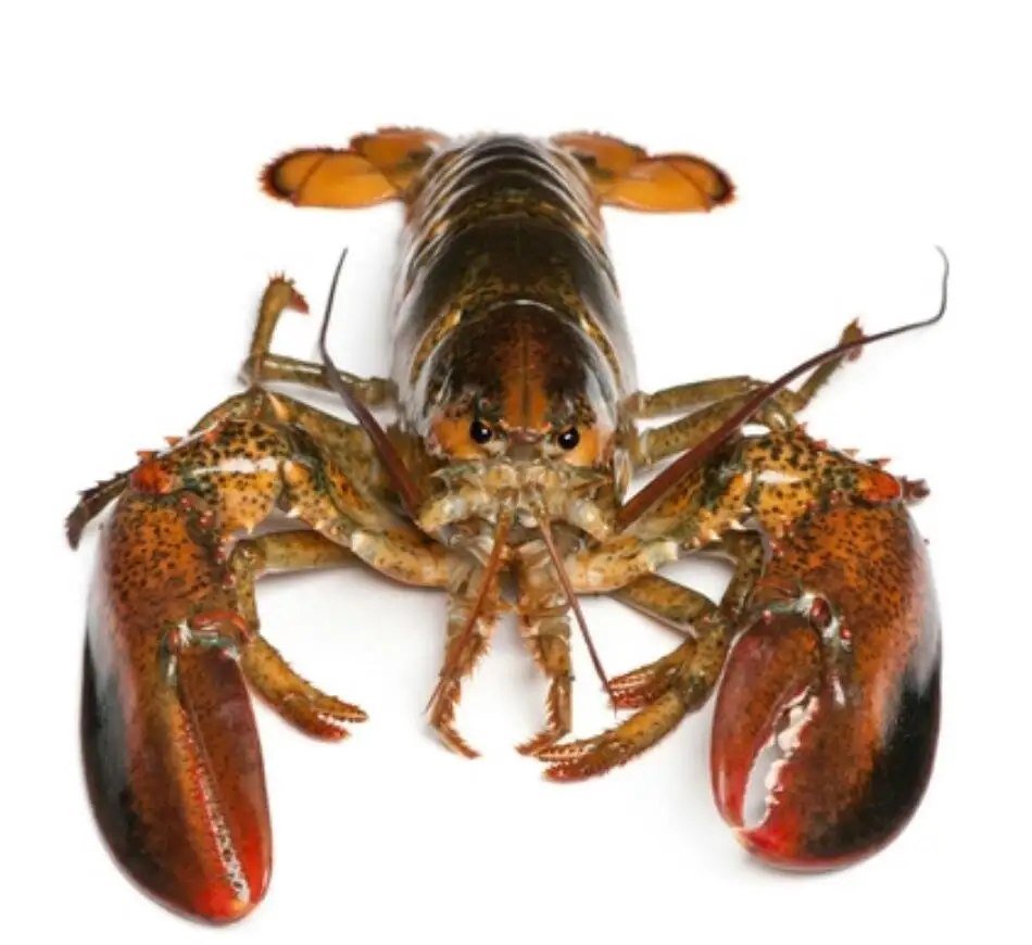 Fresh Live/Frozen Lobster for sale