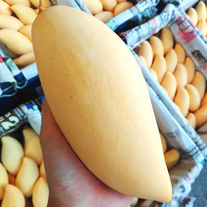 Quality organic delicious maturity size 8-10cm color yellow fruit products Fresh Mango ADA from Vietnam