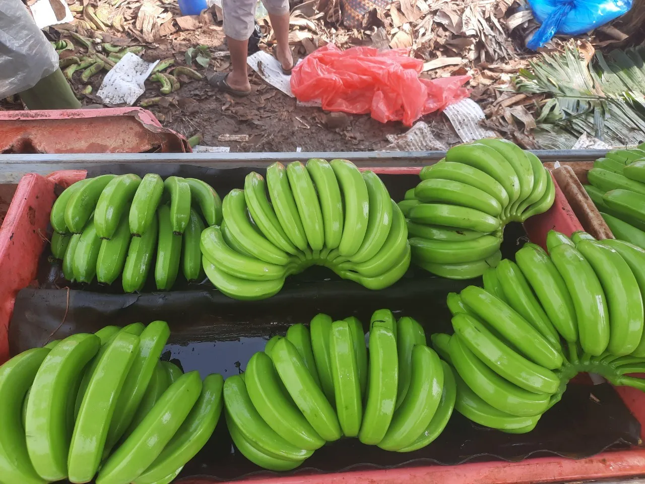 Organic Fresh Green Cavendish Banana From Vietnam Best Price Export Supplier - Caryln 0084935825297