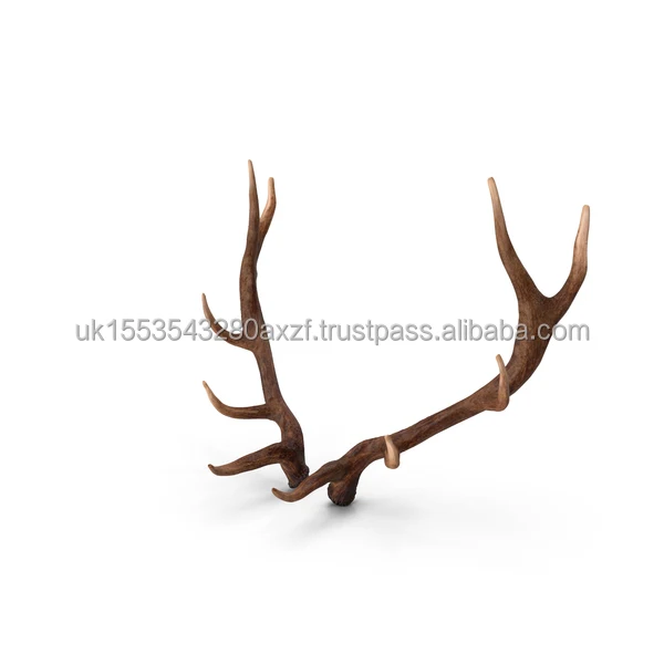 antlers1.jpg