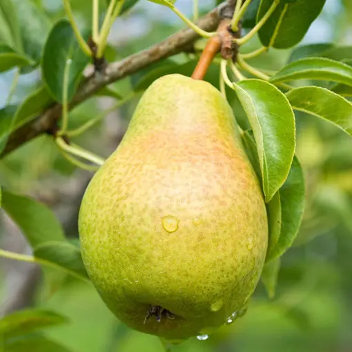 GOOD High Quality Healthy Fresh Pears