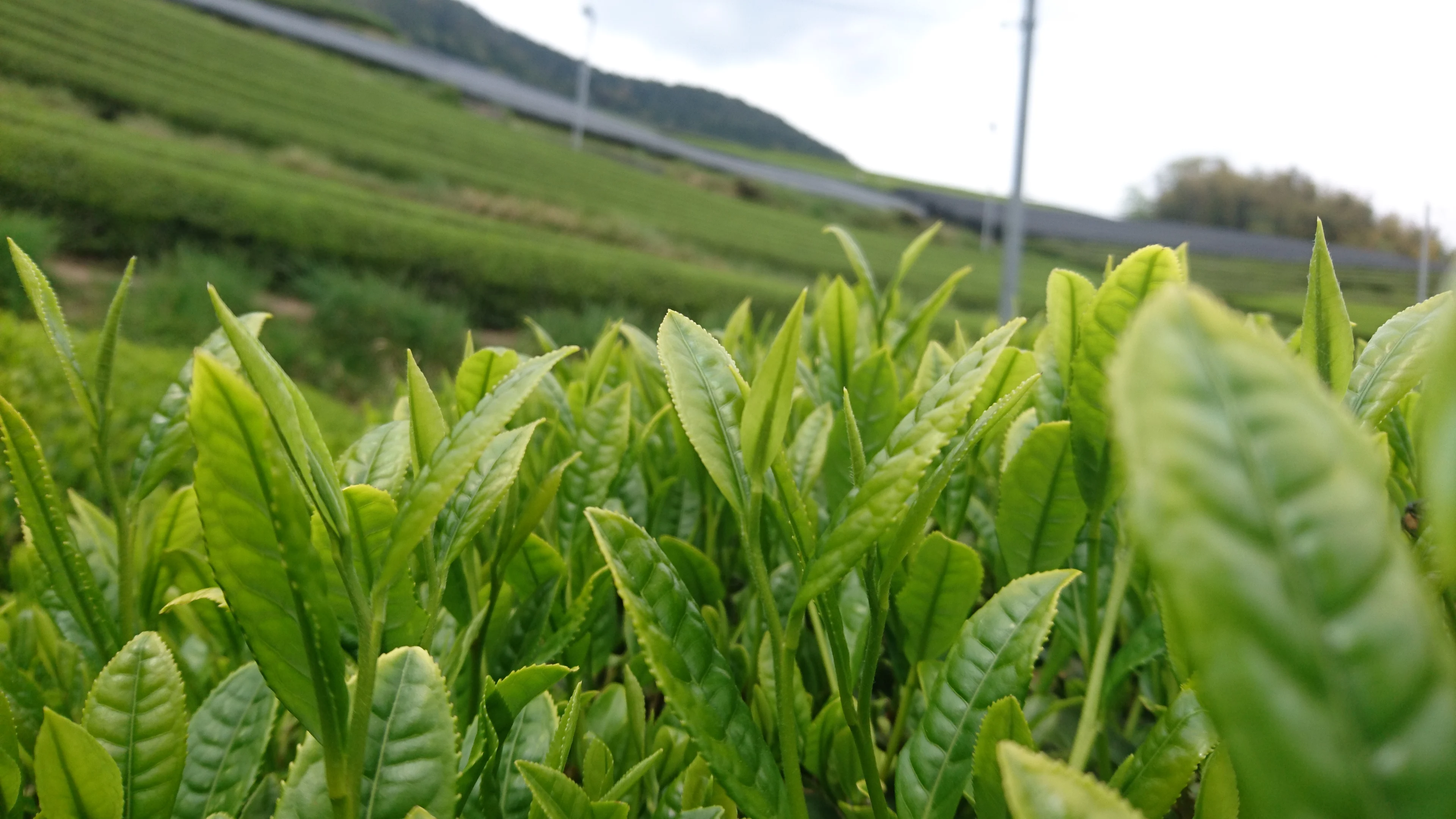 Купить порошок Matcha высококачественные органические японские поставщики ароматизаторы зеленый чай роскошный