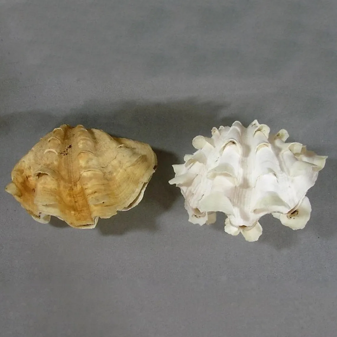 Ocean big size tridacna gigas large seashells natural sea shells home decor gift souvenir best selling