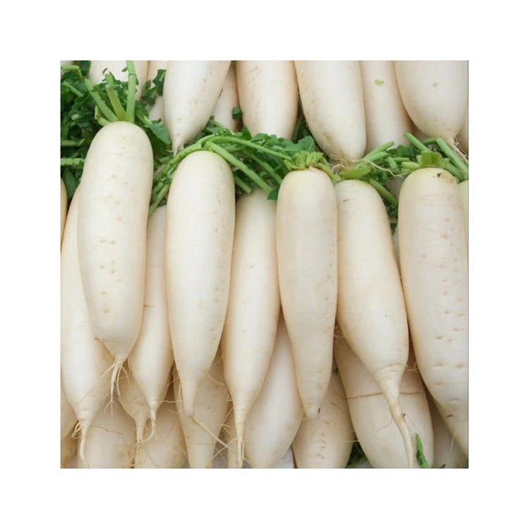 Fresh Radish Wholesale Price