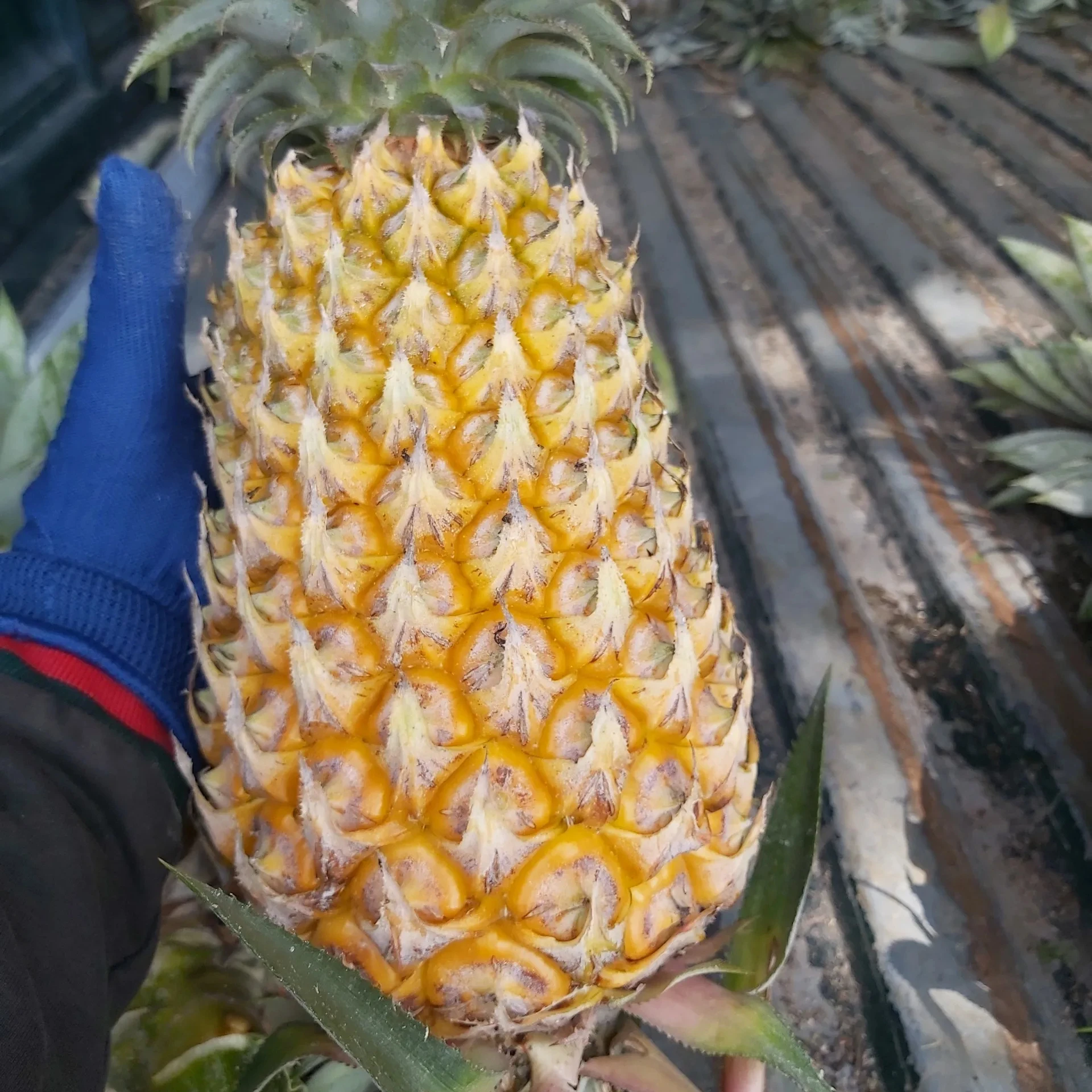 Source  fresh pineapples for sale origin  Vietnam fruits   Exporter Fresh Pine Apples for export