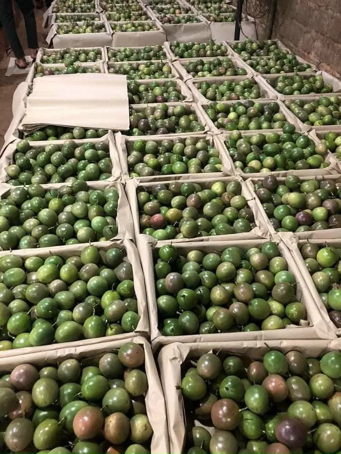 BEST PRICE - FROZEN PASSION FRUIT WITH HIGH QUALITY FROM VIETNAM