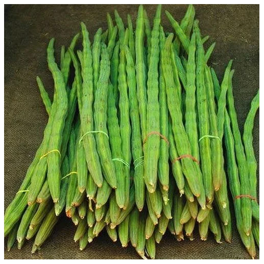 Vegetable DRUMSTICK Organic Factory Supply Fresh Crops Low Cost Price Fresh for sale 100% Fresh Moringa Drumstick Vegetable