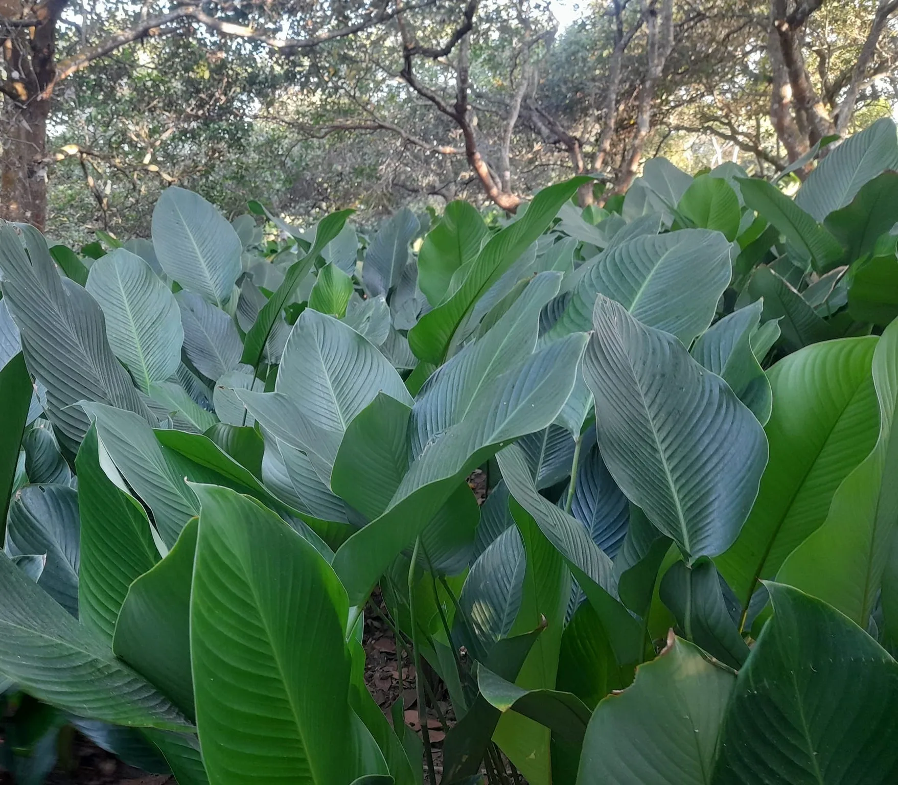Dong Leaf Eco Friendly Wrapping Traditional Cake In Vietnam Decorating Food For Food Stuff Replace To Plastic Bag Biodegradable