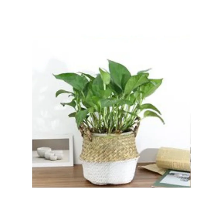 Seagrass Basket Good Price With Handles Decoration Handicraft Custom Size Made In Vietnam Manufacturer