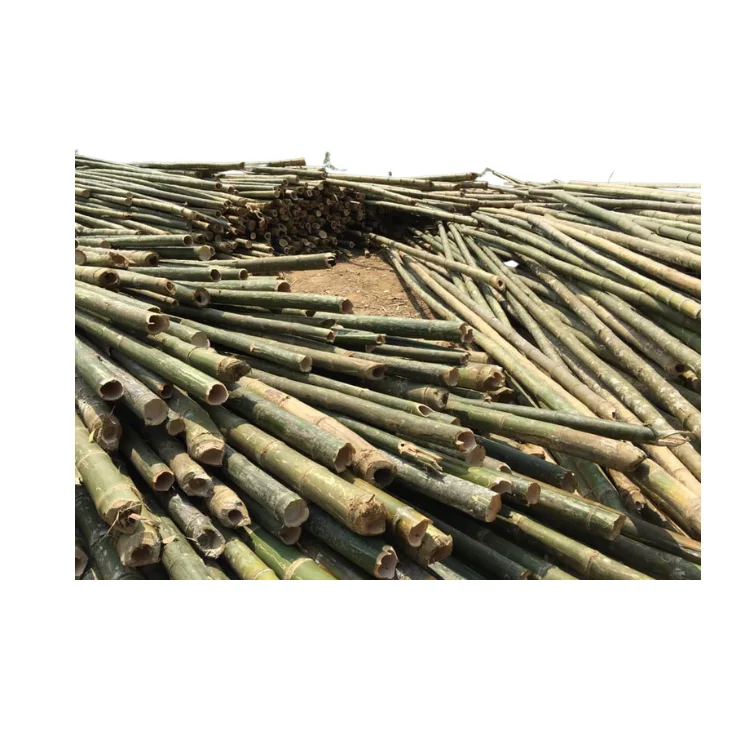High Quality Viet FOA Cane Bamboo Pole for Plant Raw Materials Bamboo Sale Flower Hot Time Garden Support Feature Origin Cutting