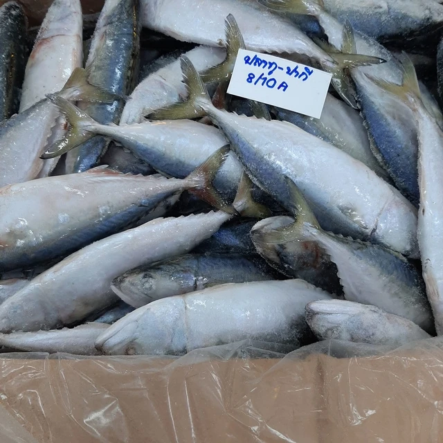 Fresh Frozen Tuna Hgh Quality size 8/10 one box weight 10 KG Cheap Price
