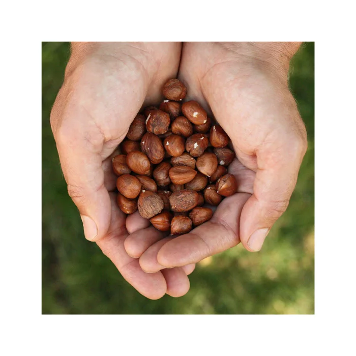 Blanched Hazelnuts/ Hazelnuts Inshell & Kernels/ Organic Hazel Nuts