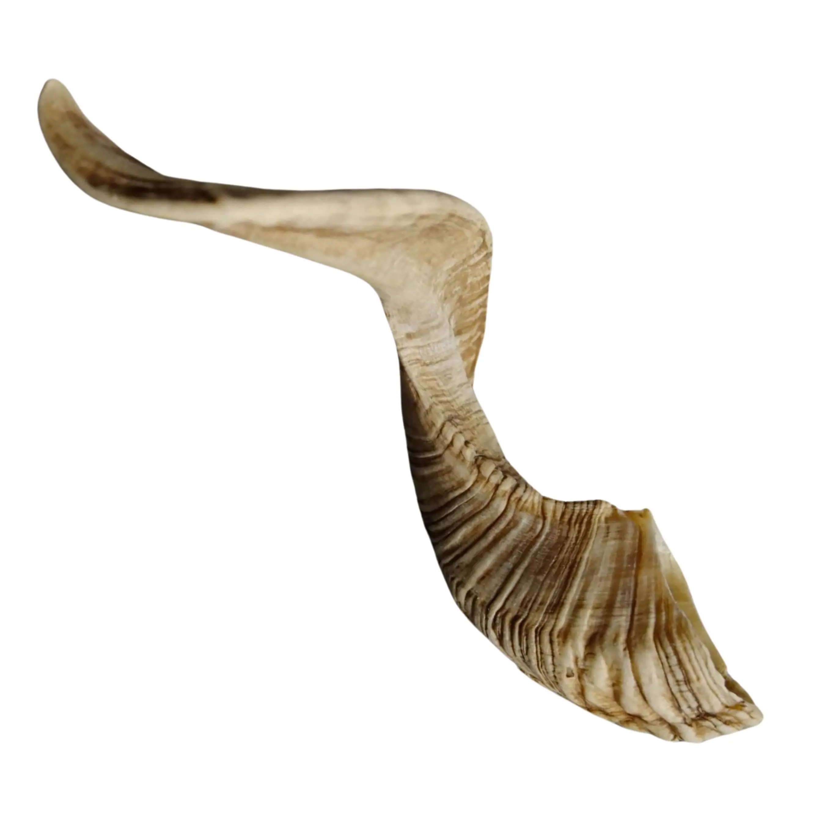 Indian Ram Horn for Pet Chew Toys Elegant Goat Horn Product with Free Sample Wholesale Dog Treats Prices