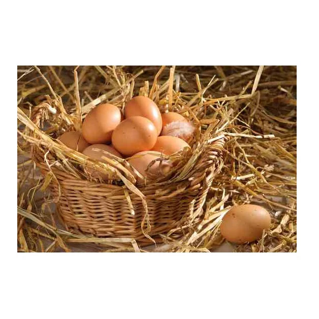 Best Quality Fresh Brown Chicken Table Eggs Top Brown Shell