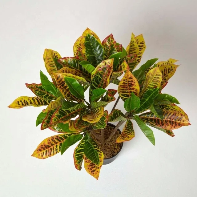 Artificial silk Codiaeum variegatum leaves Croton Plant for Living Room, Office Decoration & Study Table