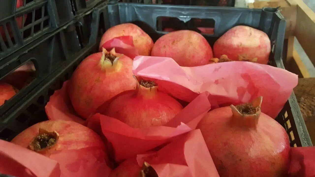 Fresh high quality pomegranate from Egypt