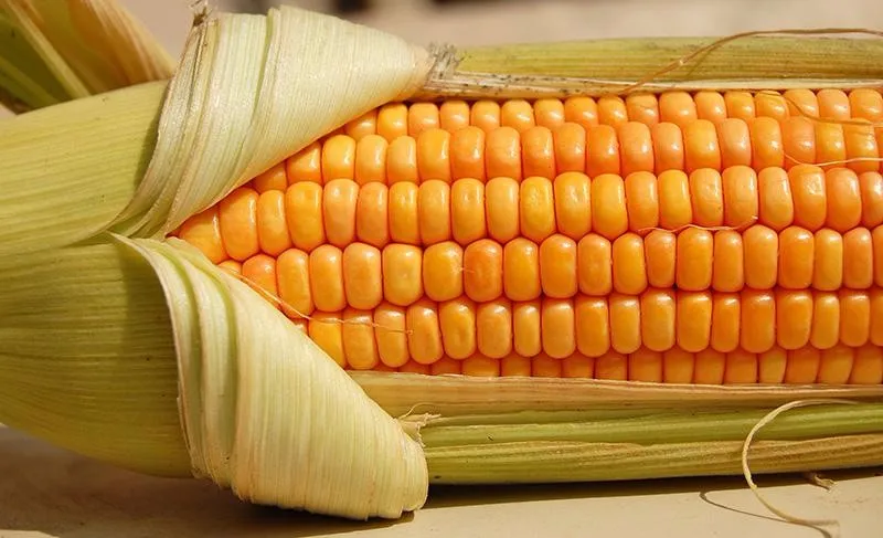 Yellow Corn Maize Yellow Corn Maize Suppliers Specifications From India