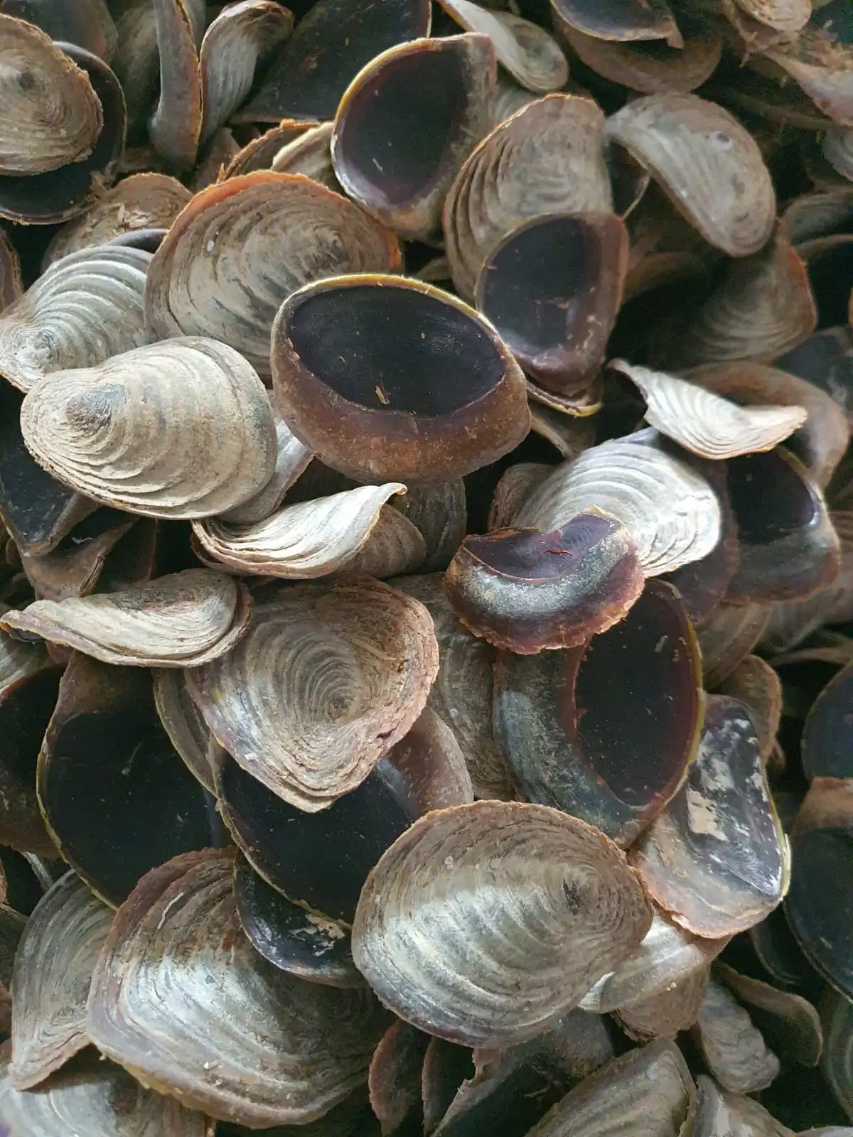 Natural Murex Operculum Seashells / Gastropods Operculum shells Natural