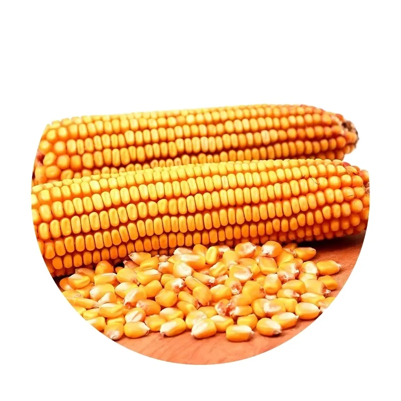 Yellow Corn/Maize for Animal Feed / YELLOW CORN FOR Cattle Feed wholesale supplier and exporter at Wholesale
