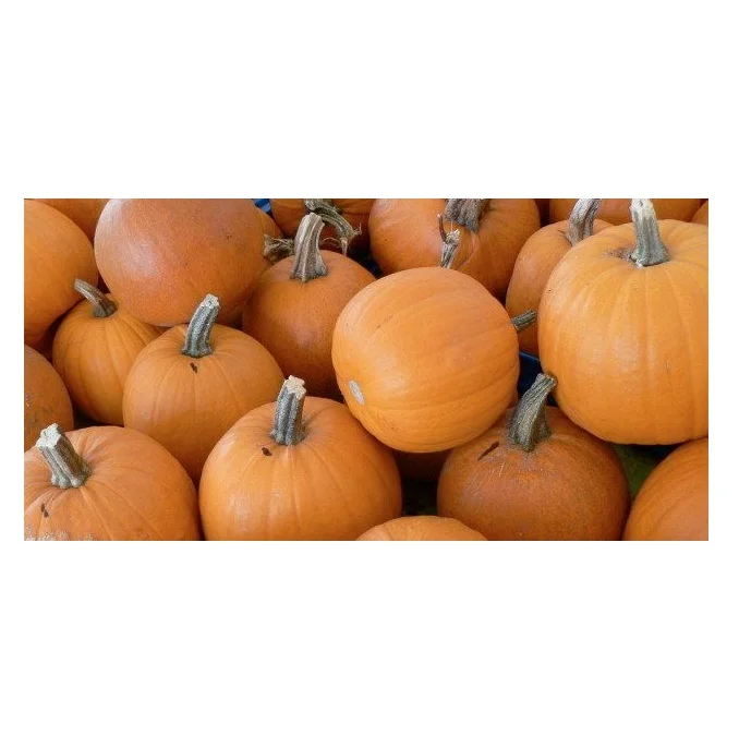 FRESH PUMPKIN GOOD TASTY VERY COMPETITIVE PRICE FOR SALE.