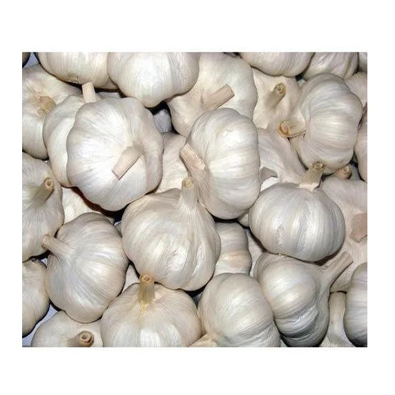 Hot Selling Price Fresh Vegetables Garlic in Bulk
