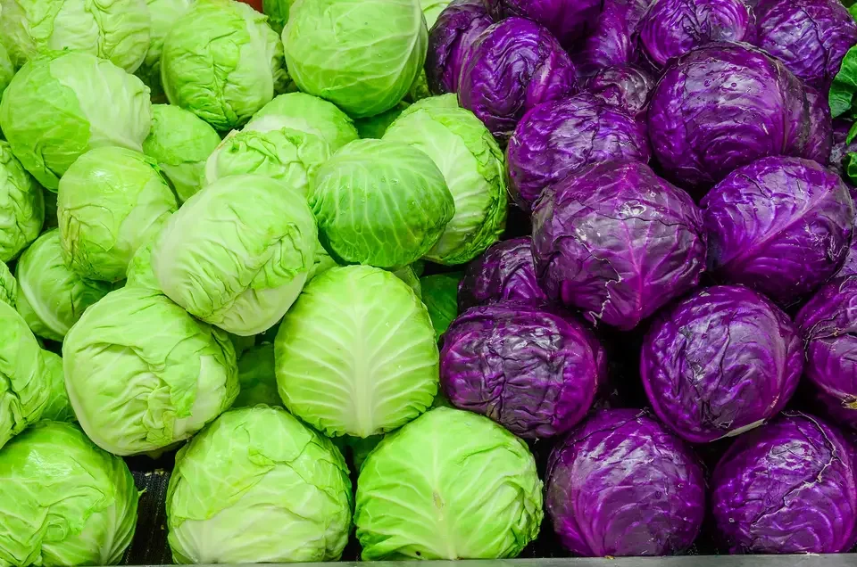 Cheap Price Fresh Cabbage for sale