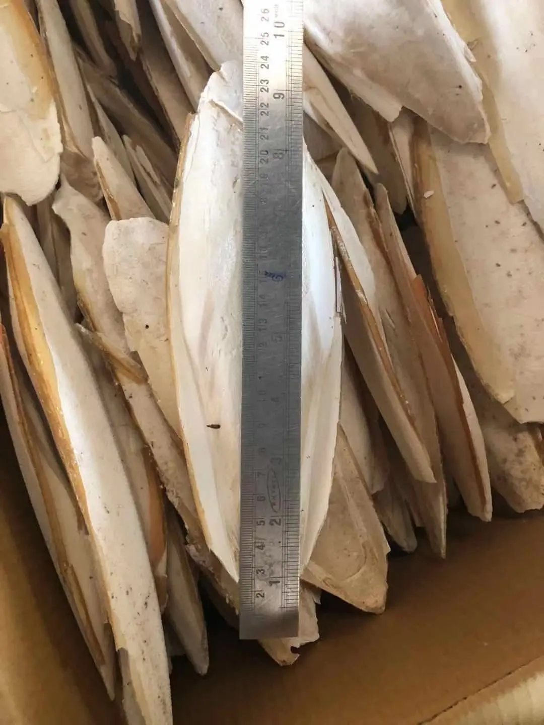 Bleached Unbleached Dried Cuttlefish Bones Natural High Quality Sun Dry Trimmed Untrimmed