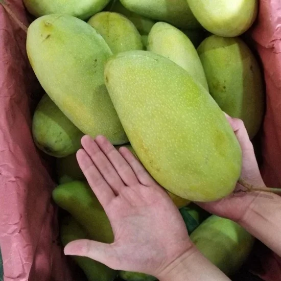 Wholesale Green Skined Mango Statue weight 0,5 -1kg very good price