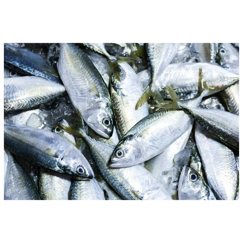 Замороженная скумбрия по конкурентоспособной цене рыба Тихоокеанская/индийская/атлантическая
