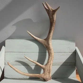 Antlers 11.jpg